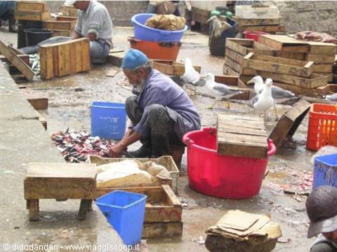 Fisherman crouching cleans the catch among wooden crates and seagulls