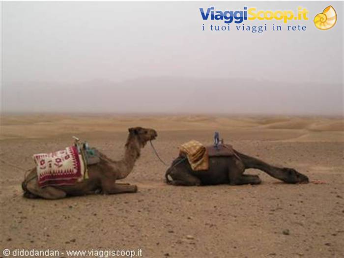 Two saddled camels resting on the sand beneath a hazy sky