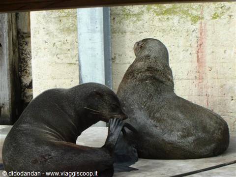 Two fur seals resting in the shade against a concrete wall