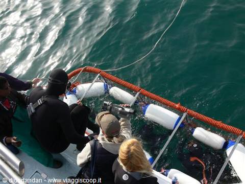 Divers in wetsuits on boat with buoys and camera above green water