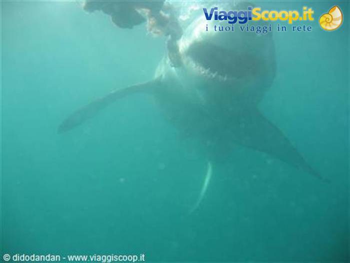Great white shark swims toward the cage in murky green water