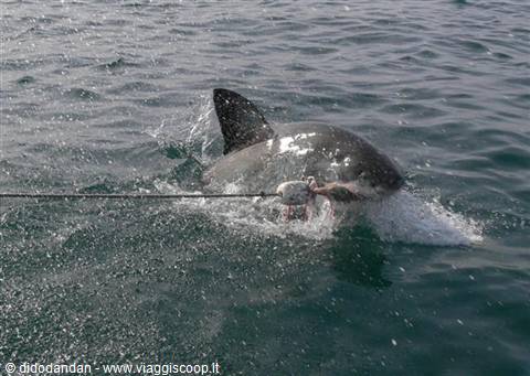 Great white shark biting the bait attached to the boat's rope