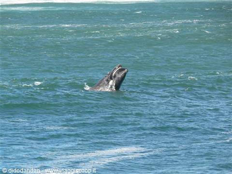 Whale surfacing from green sea with open mouth