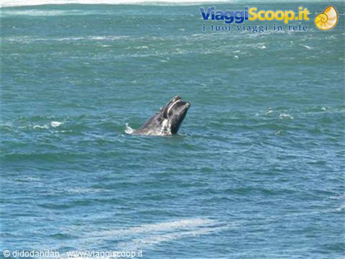 Whale surfacing from green sea with open mouth