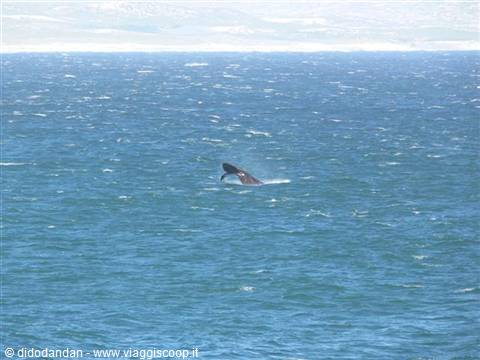 Whale tail emerging from the blue sea under a cloudy sky