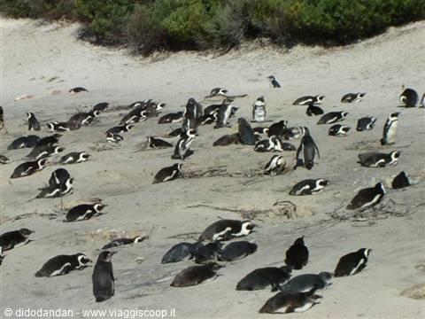 African penguin colony resting on the sand at Boulders Beach