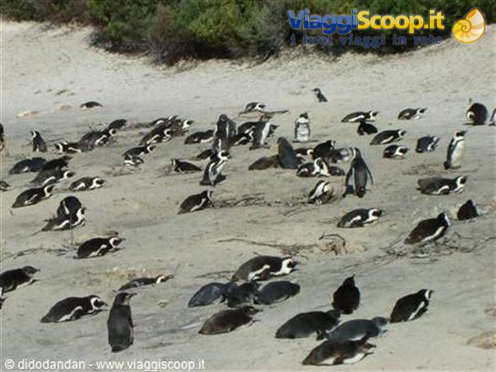 African penguin colony resting on the sand at Boulders Beach