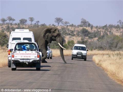 Elephant crosses the paved road among stopped safari vehicles in the savanna