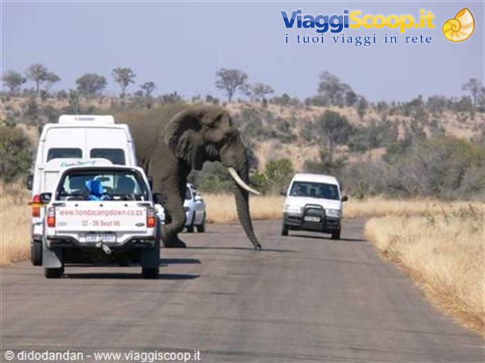 Elephant crosses the paved road among stopped safari vehicles in the savanna