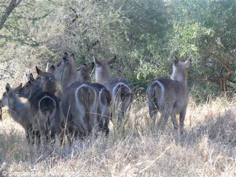 Herd of waterbucks darting away through dry grass and bushes