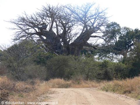 Dirt road lined with dry bushes, a huge branching baobab tree against bright sky