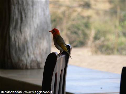 Small red-headed bird perched on a wooden chair