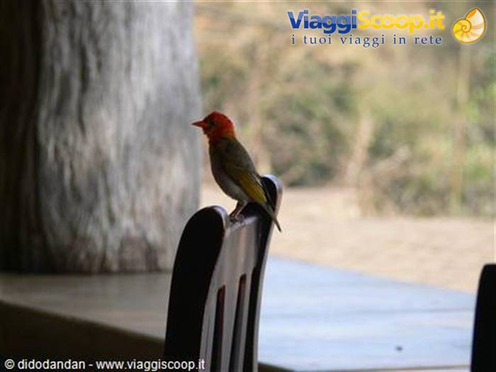Small red-headed bird perched on a wooden chair