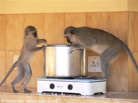 Two vervet monkeys rummage through a steel pot on a kitchen stove