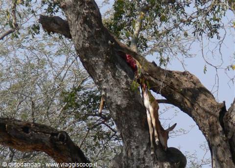Antelope carcass hanging among tree branches, a leopard's kill