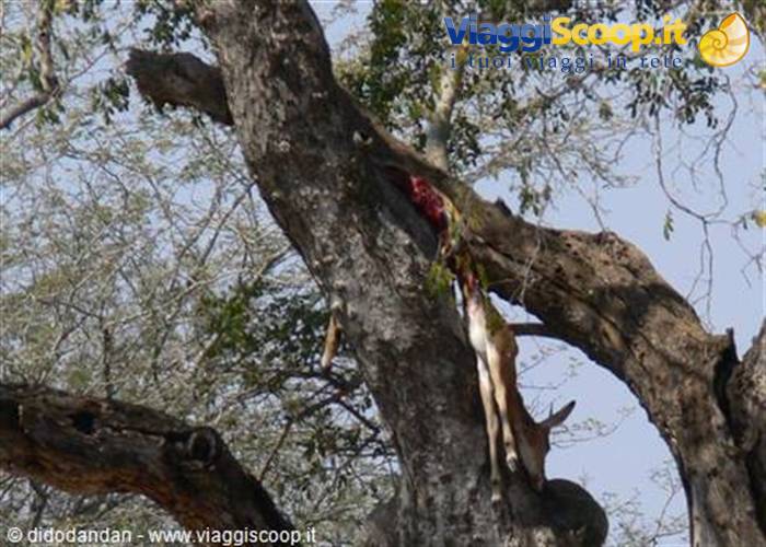 Antelope carcass hanging among tree branches, a leopard's kill