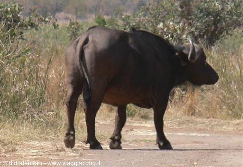 Cape buffalo crosses a dirt track through dry savanna grass