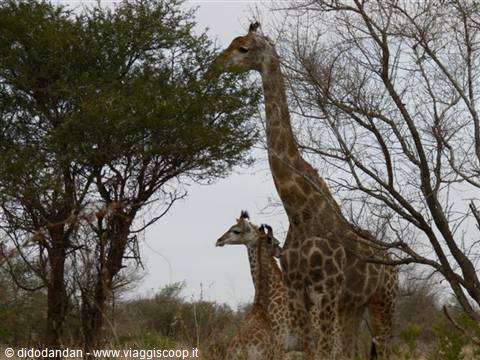 Giraffes among bare trees and acacias under a gray sky