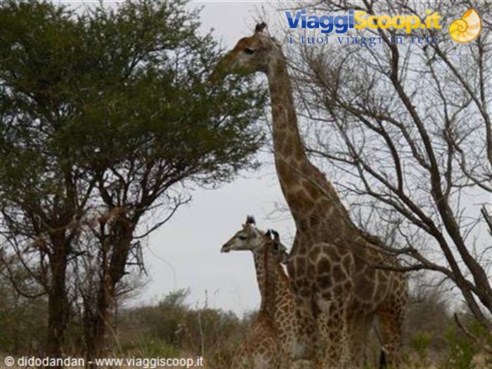 Giraffes among bare trees and acacias under a gray sky