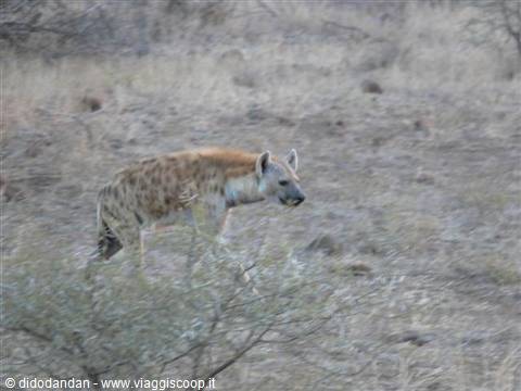 spotted hyena walking through dry bushes in the African savanna