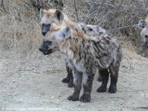 Two spotted hyenas standing on sandy ground among dry bushes, African savanna