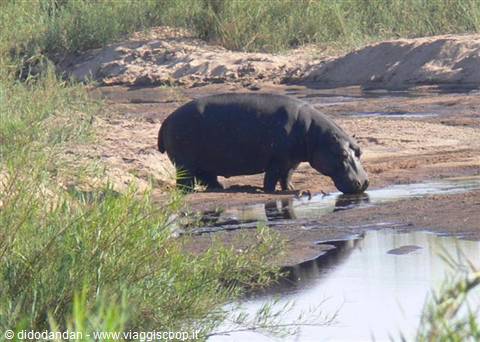 Hippopotamus on sandy riverbank drinking at a waterhole