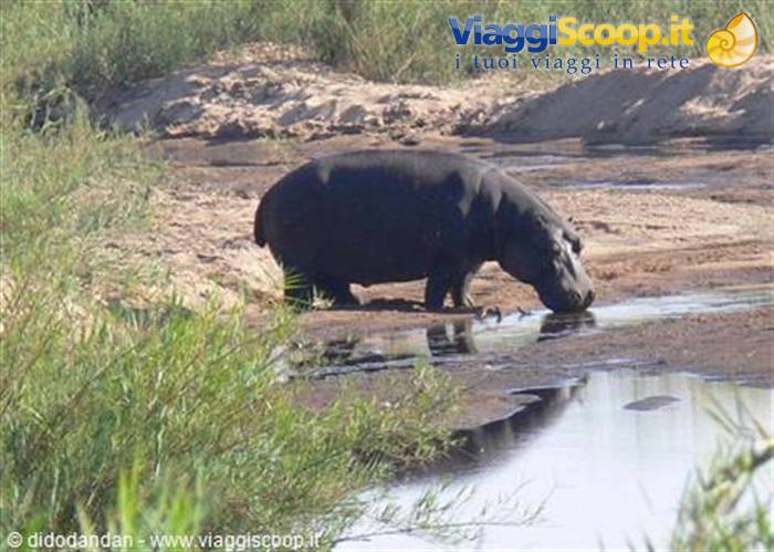 Hippopotamus on sandy riverbank drinking at a waterhole