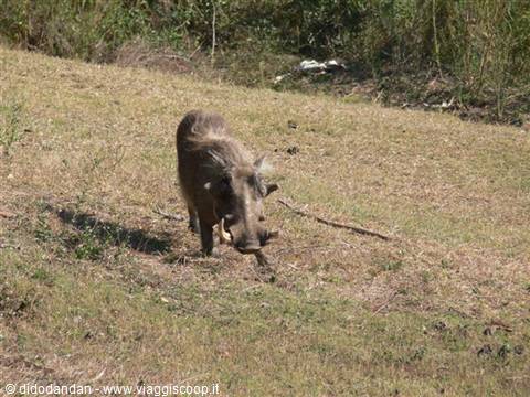 A warthog walks on dry grass in the sunlight