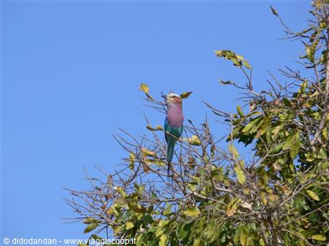 Lilac-breasted roller perched on dry branches against a blue sky
