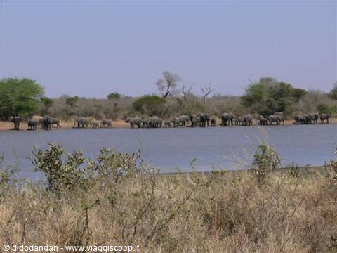 Herd of elephants along a waterhole in Kruger savanna