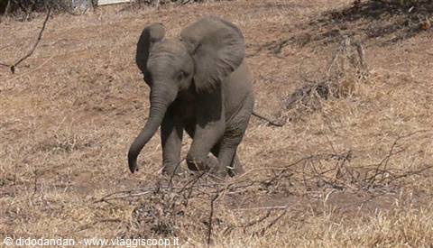 Baby elephant walking through dry grass under bright sunlight