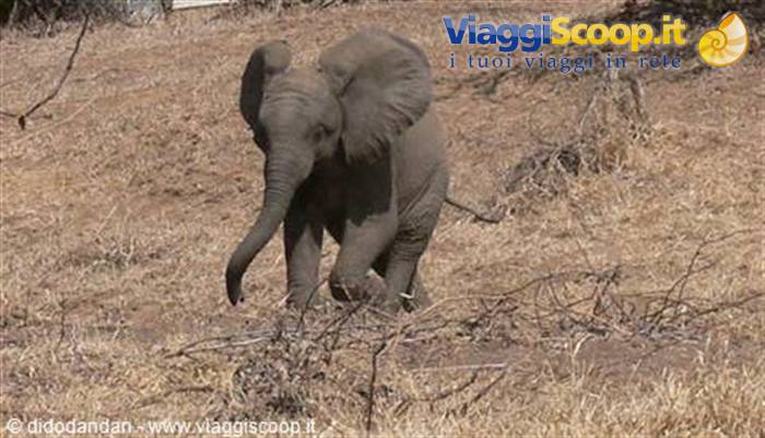 Baby elephant walking through dry grass under bright sunlight
