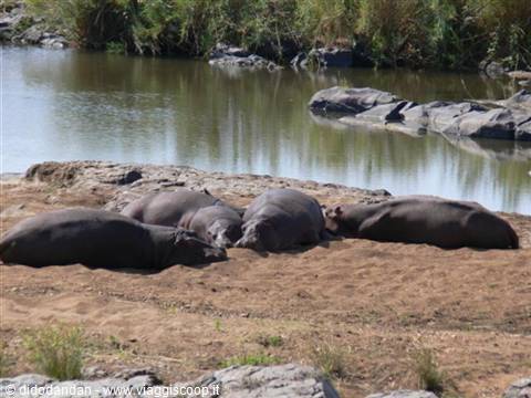Hippos sleeping on a sandy riverbank in the morning sun
