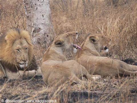 A male lion with two lionesses resting in dry grass near a baobab