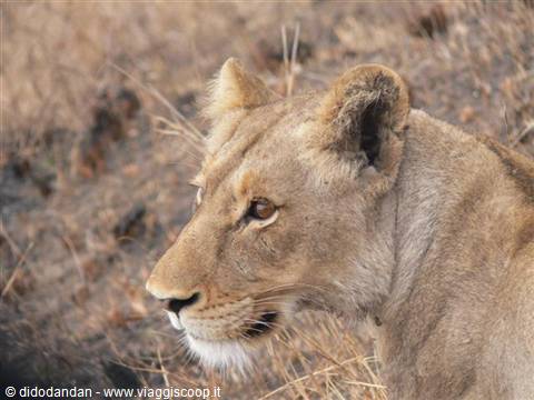 Lioness in profile among dry grass, warm natural savanna light