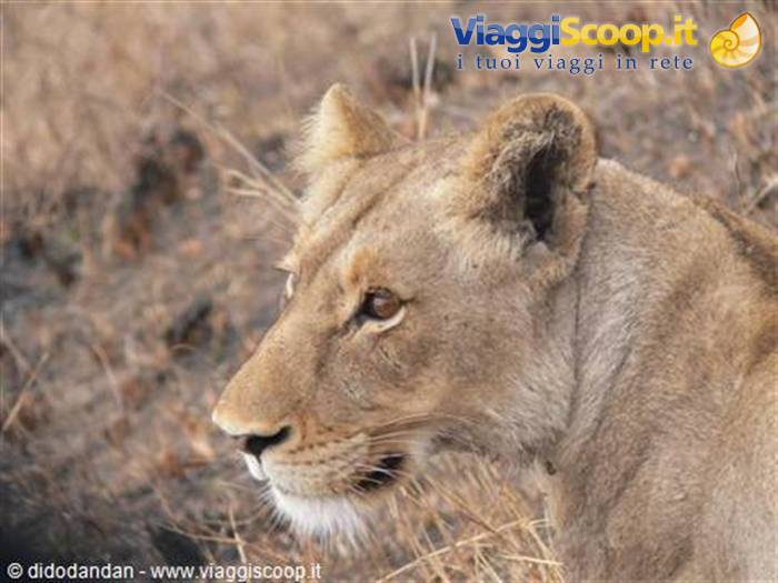 Lioness in profile among dry grass, warm natural savanna light