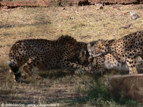 Two cheetahs chasing each other on dry grass in an enclosure