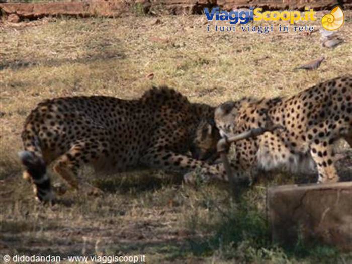 Two cheetahs chasing each other on dry grass in an enclosure