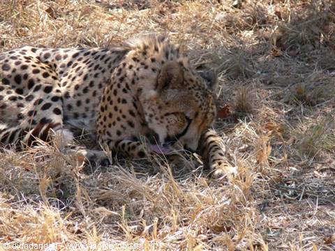 Cheetah lying down licking its paw in dry grass sunlight