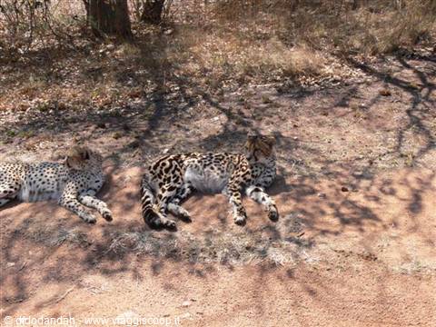 Two cheetahs lying in the shade on red dirt, resting