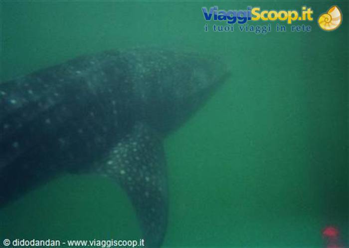 Whale shark swims through green water, fins and white spots visible