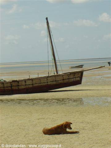 Dog lying on the sand beside a sailing dhow resting on the shore