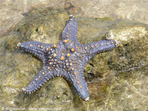 Blue starfish with orange bumps on a wet rock in clear shallow water