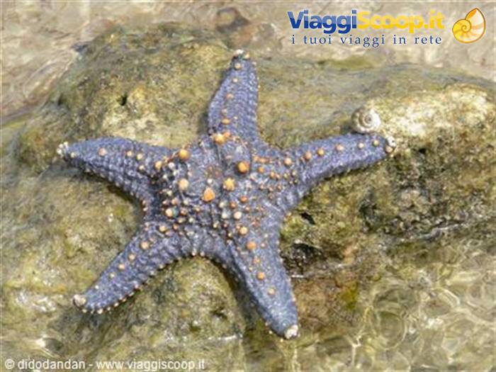 Blue starfish with orange bumps on a wet rock in clear shallow water