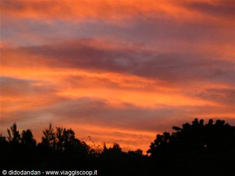 Orange and pink clouds across the sky, dark tree silhouettes below