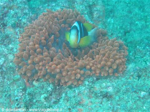 Clark's anemonefish nestled among sea anemones on a coral reef