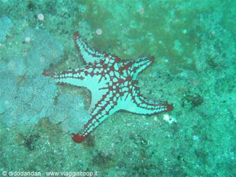 Red and white starfish on sandy seabed in green water