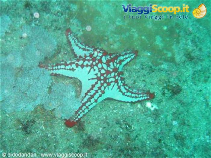 Red and white starfish on sandy seabed in green water