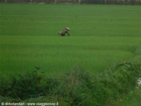 Farmer in straw hat bending over a green rice paddy