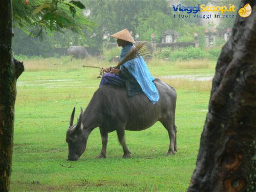 Farmer in straw hat riding a water buffalo across a green meadow